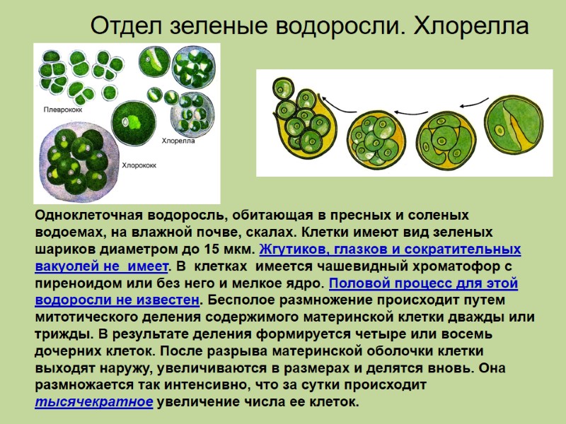 Одноклеточная водоросль, обитающая в пресных и соленых водоемах, на влажной почве, скалах. Клетки имеют
